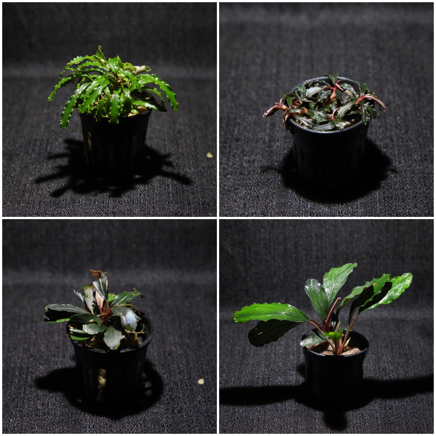 Bucephalandra Variety Pack!