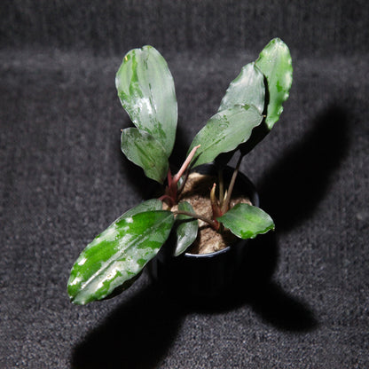 Bucephalandra Green Broad Leaf