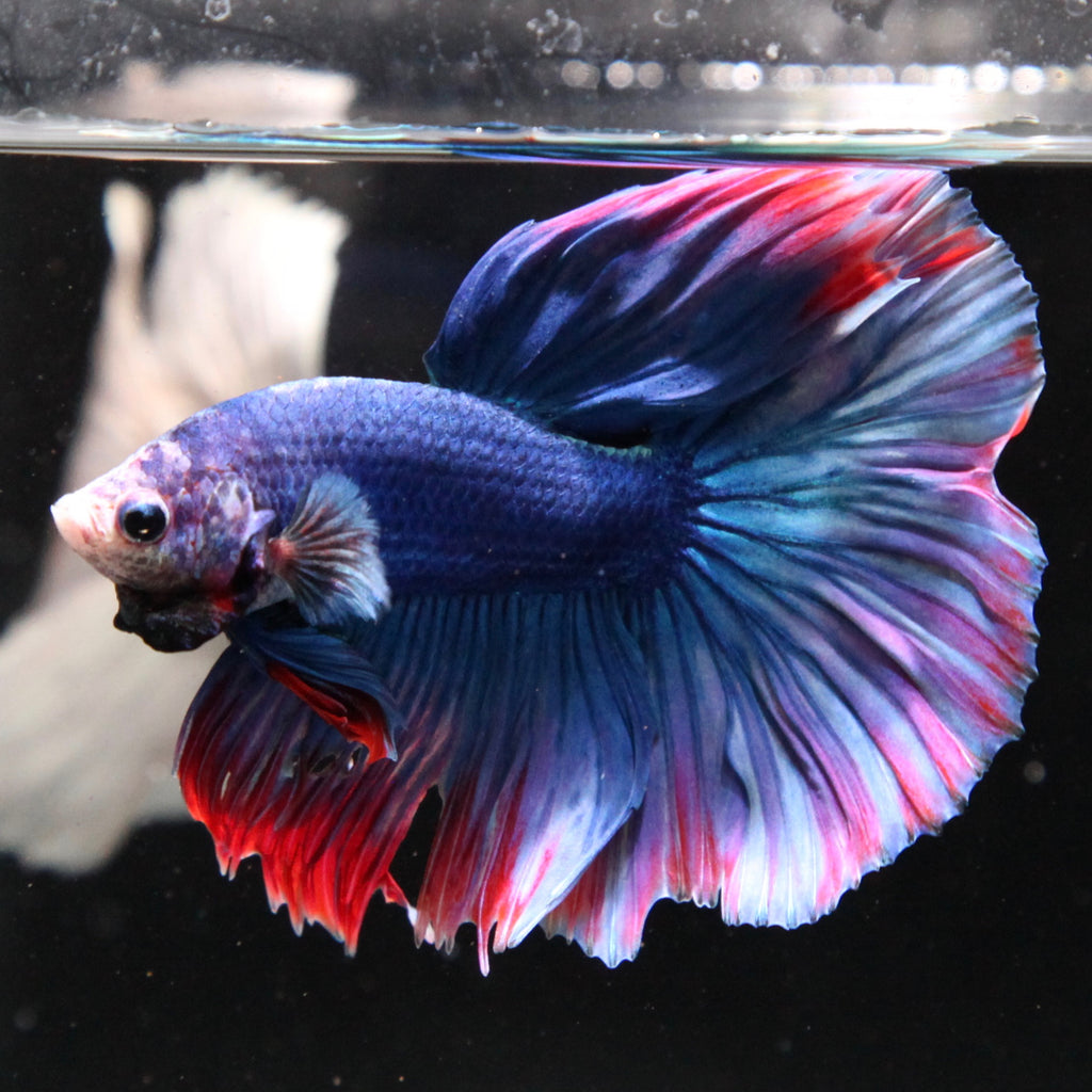 Blue/Red Grizzle Halfmoon