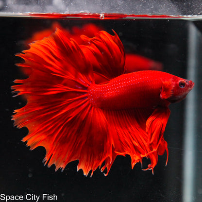 Super Red Halfmoon (Partial Crowntail)