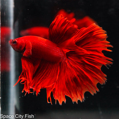 Super Red Halfmoon (Partial Crowntail)
