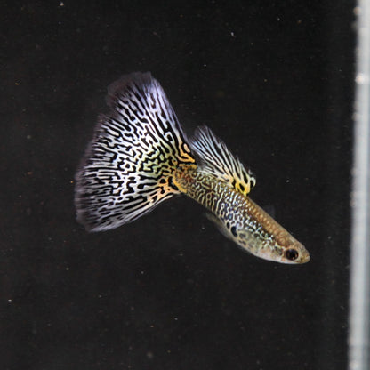 Lace Snakeskin Guppy (PAIR)