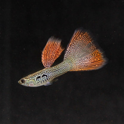 Lace Snakeskin Guppy (PAIR)