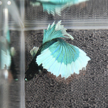 Iridescent Blue/Green Dumbo Butterfly Halfmoon