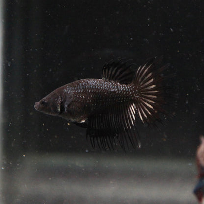 Black Orchid Crowntail