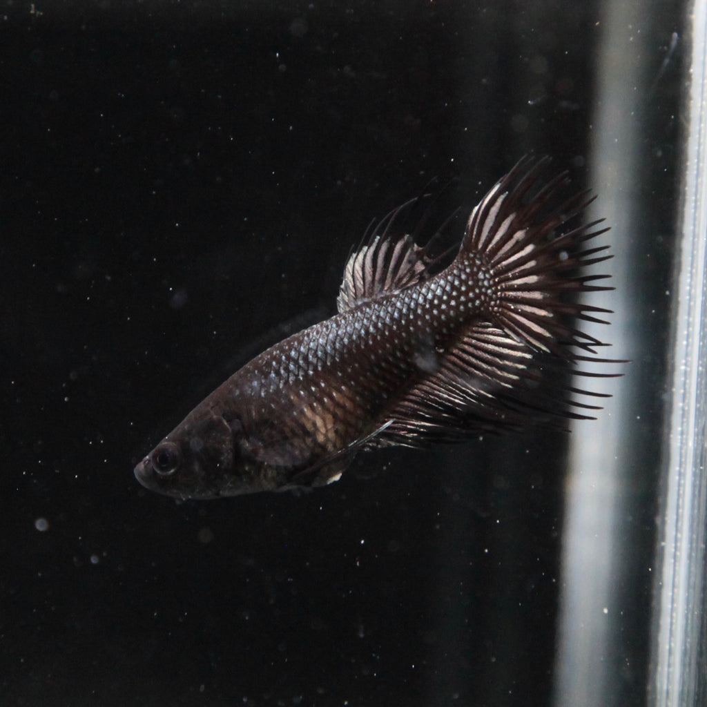 Black Orchid Crowntail
