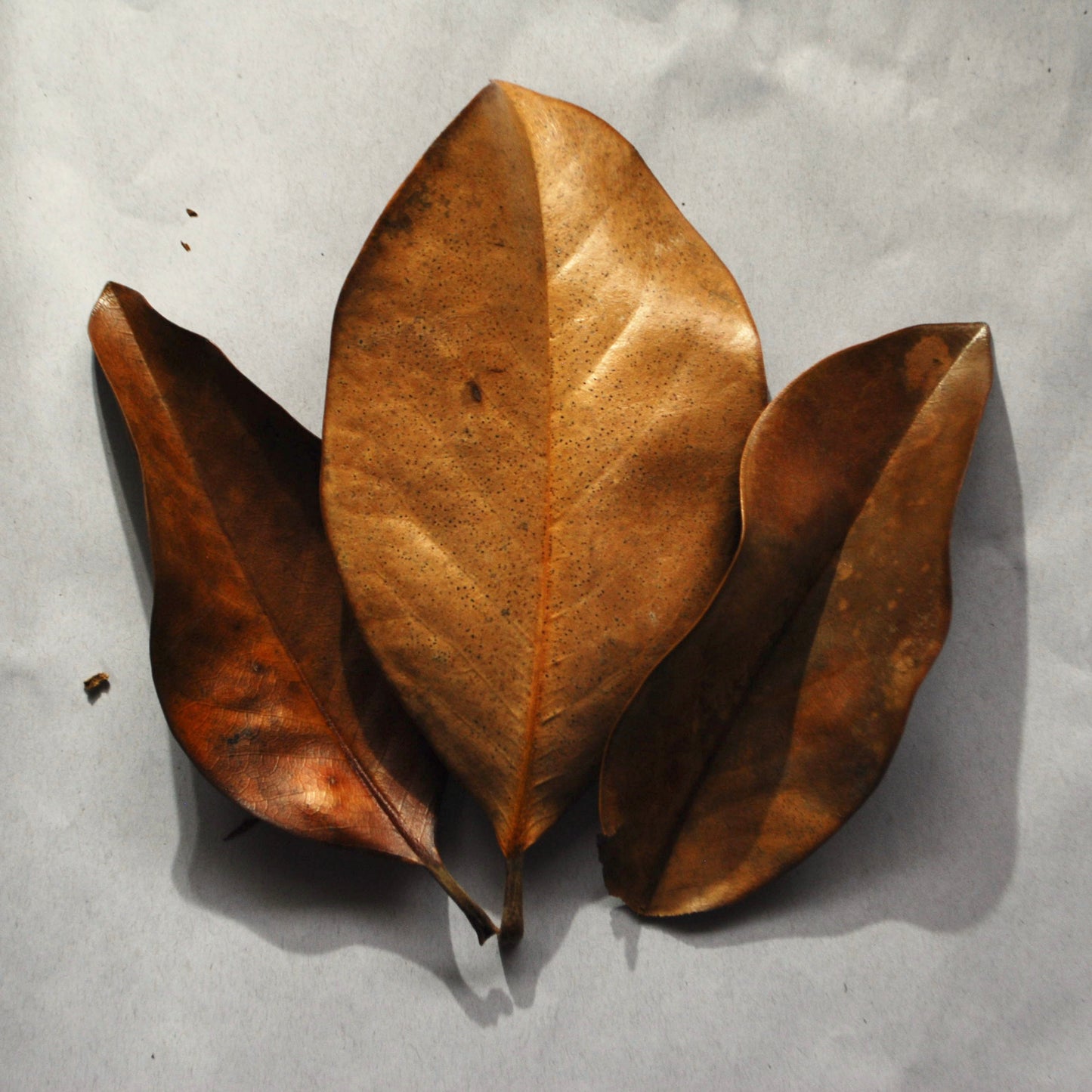 Magnolia Leaves (5+ Pack)