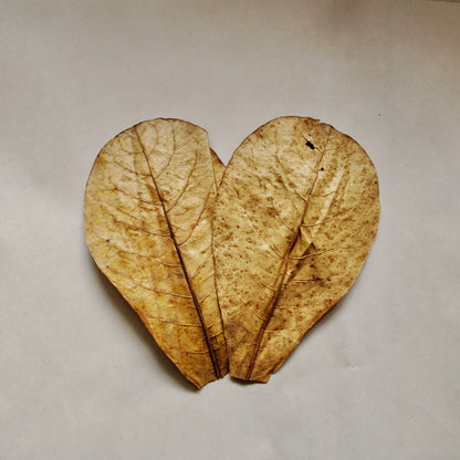 Indian Almond Leaves!!! (3-Pack)