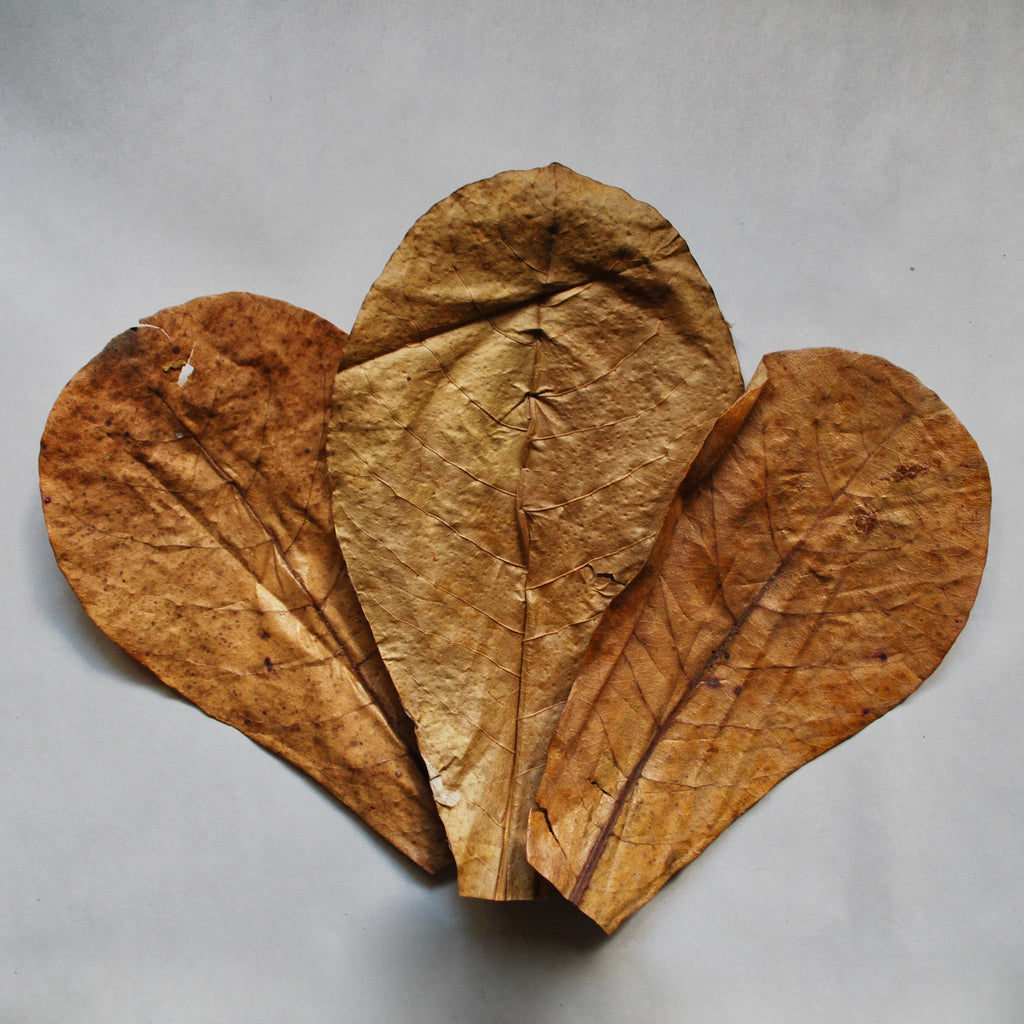 Indian Almond Leaves!!! (3-Pack)