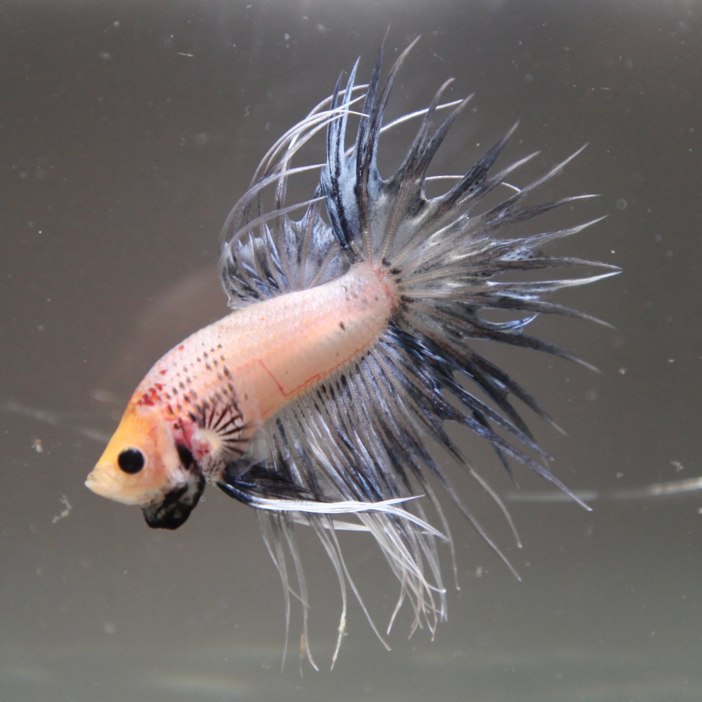 White/Blue Grizzle Crowntail