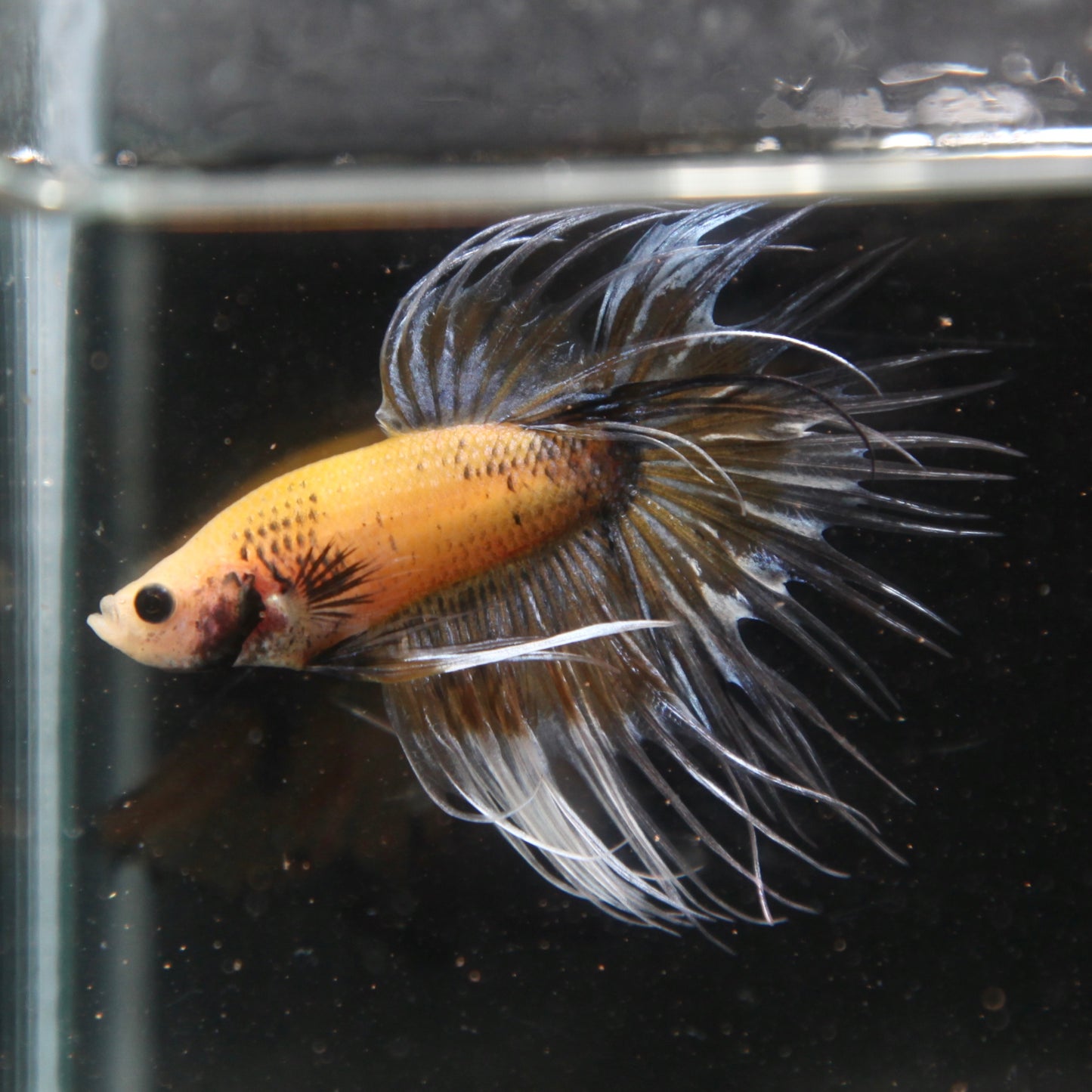 Blue/Yellow Grizzle Crowntail