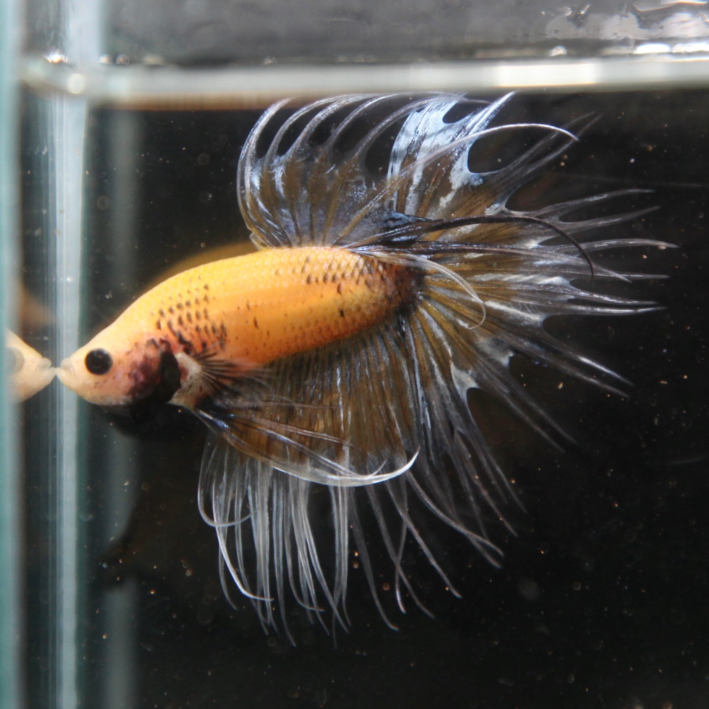 Blue/Yellow Grizzle Crowntail