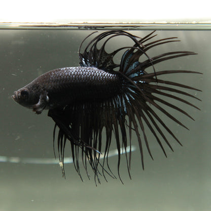 Steel Blue Orchid Crowntail