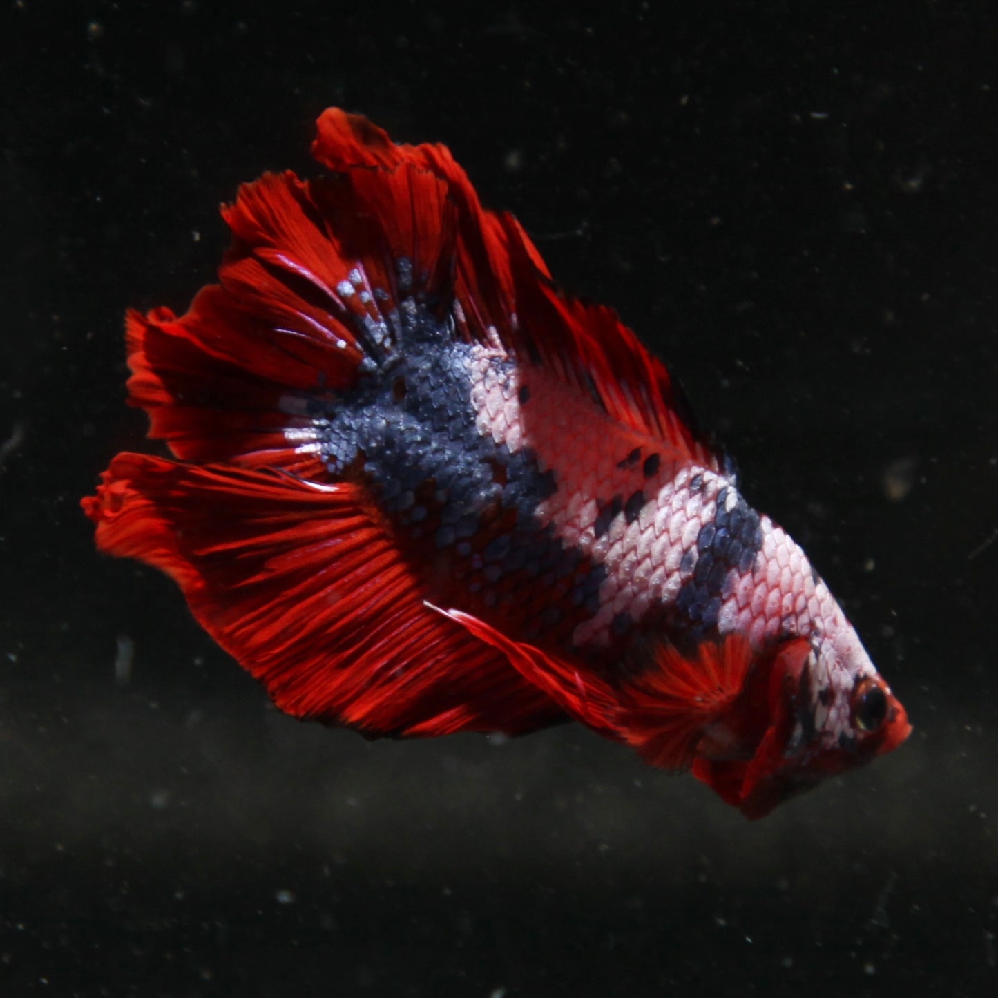 PREMIUM Pirate Fancy Marble Doubletail