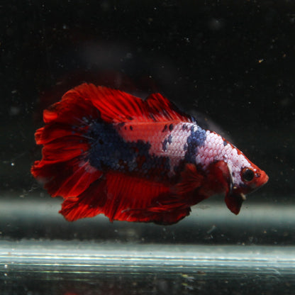PREMIUM Pirate Fancy Marble Doubletail