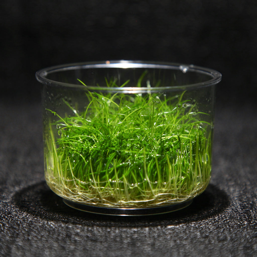 Dwarf Hairgrass (Tissue Culture)