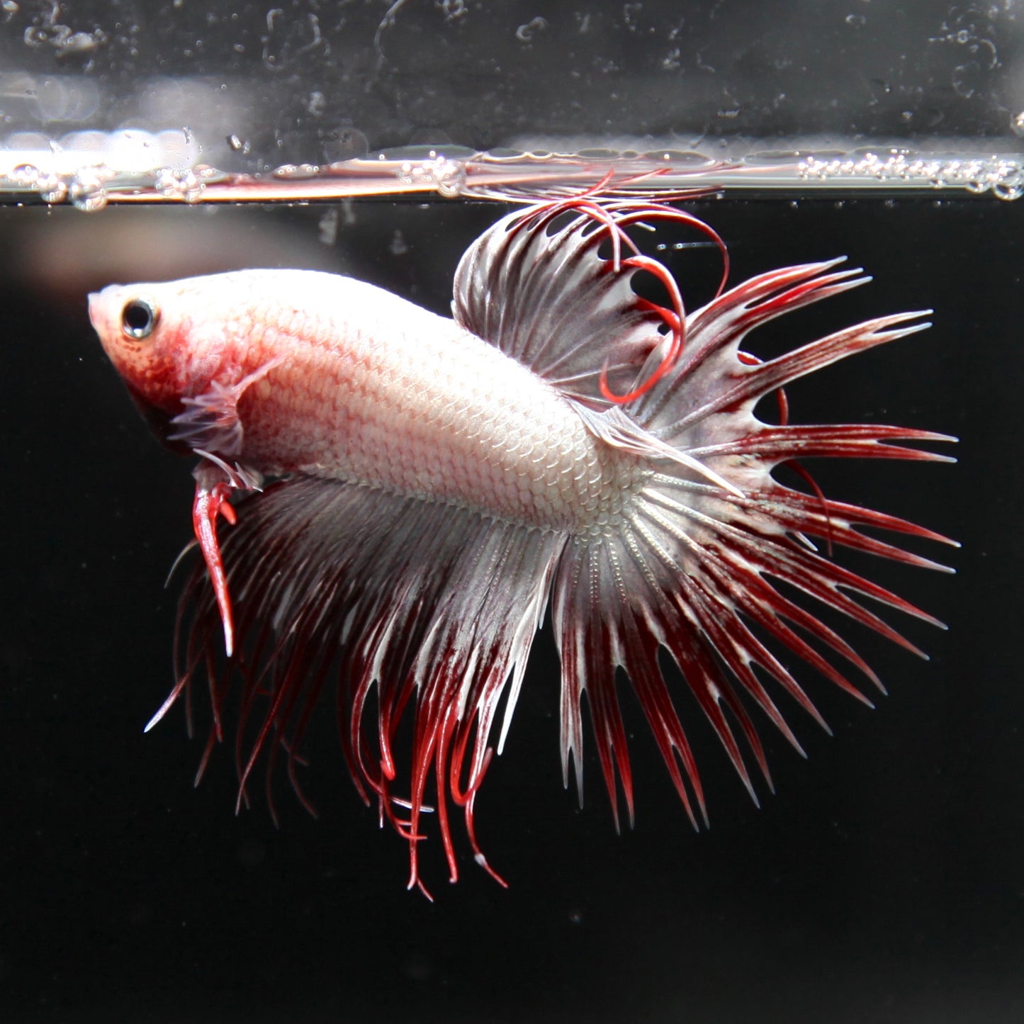Silver Red Butterfly Crowntail Halfmoon
