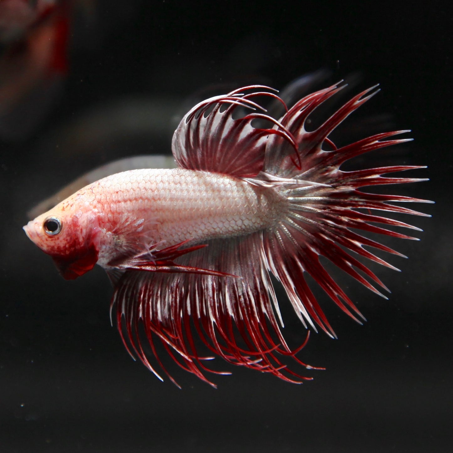 Silver Red Butterfly Crowntail Halfmoon