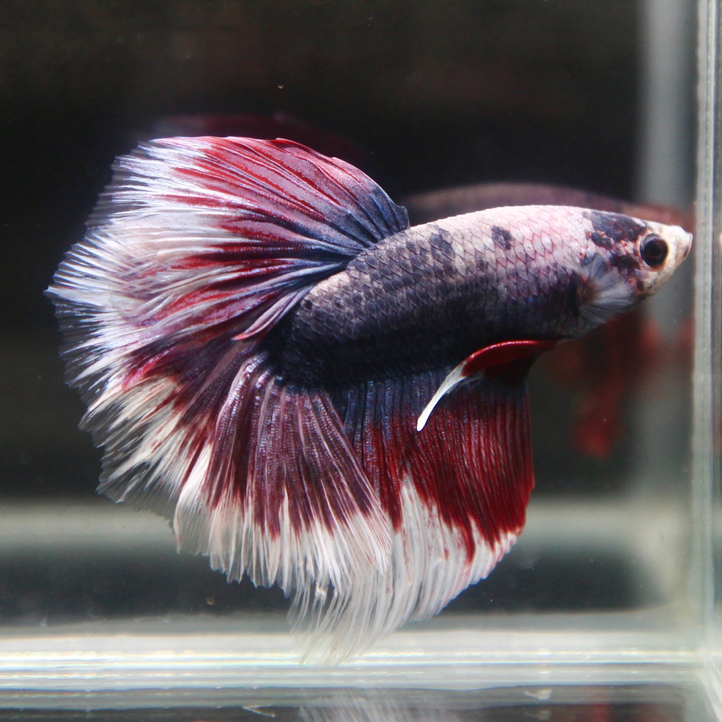 Blue/Red Grizzle Halfmoon