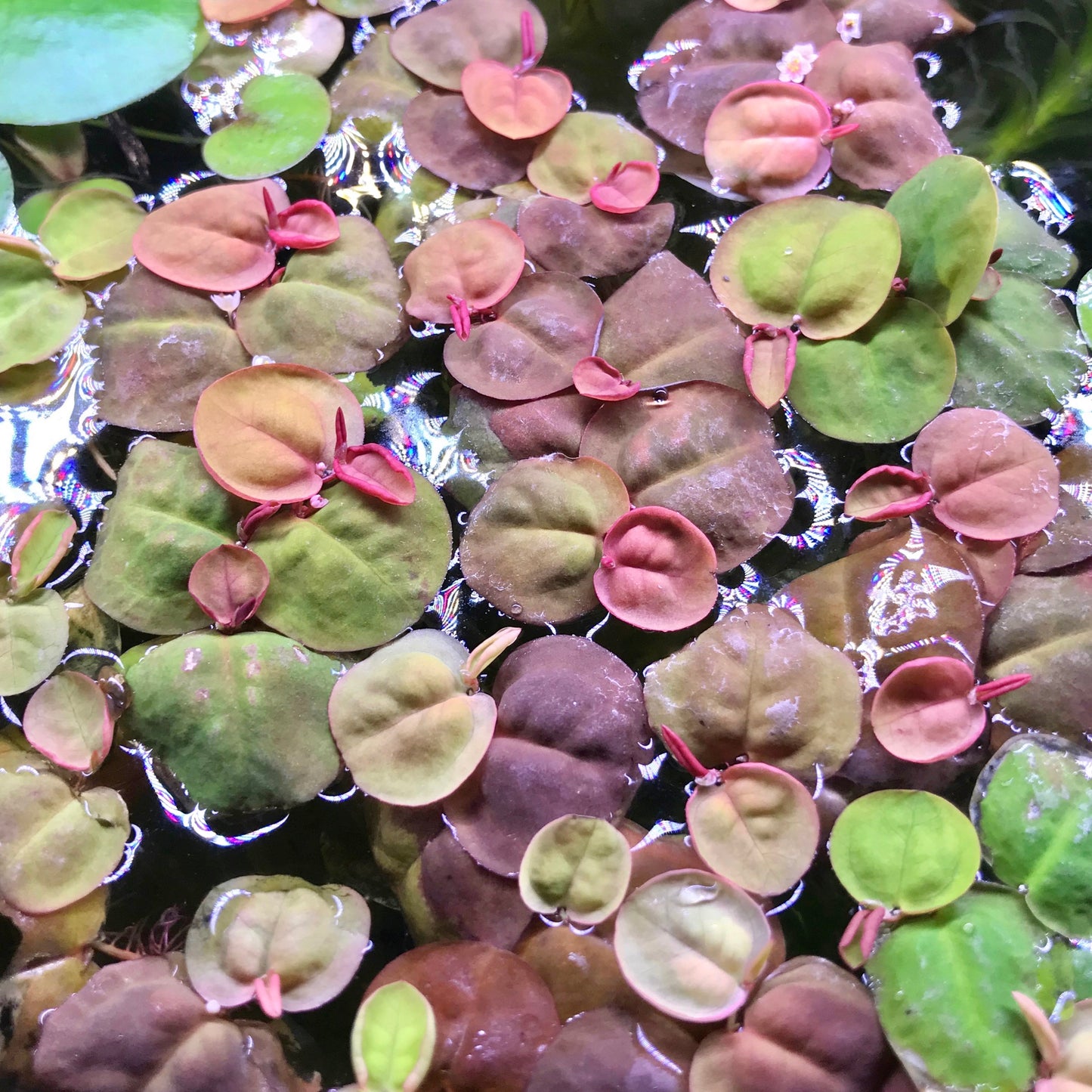 Red Root Floaters (Phyllanthus fluitans)