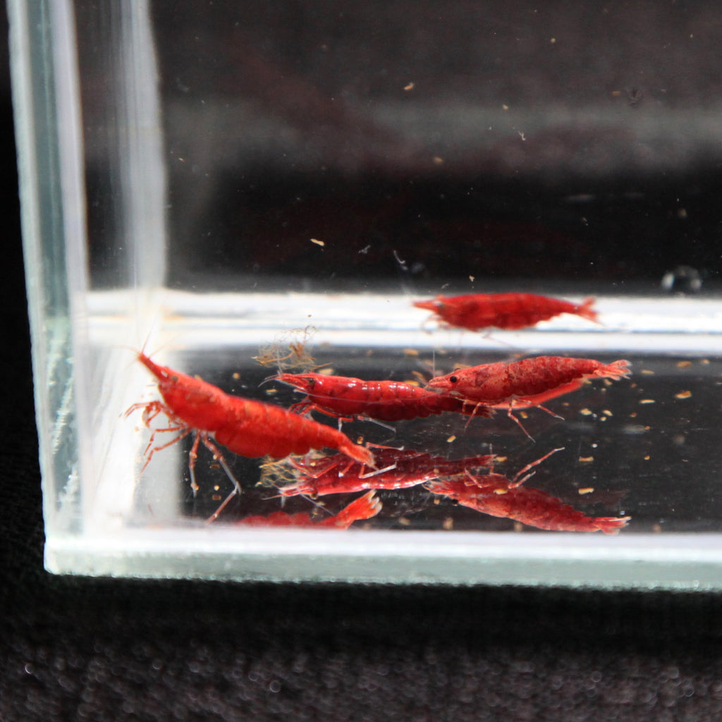 Painted Fire Red Cherry Shrimp