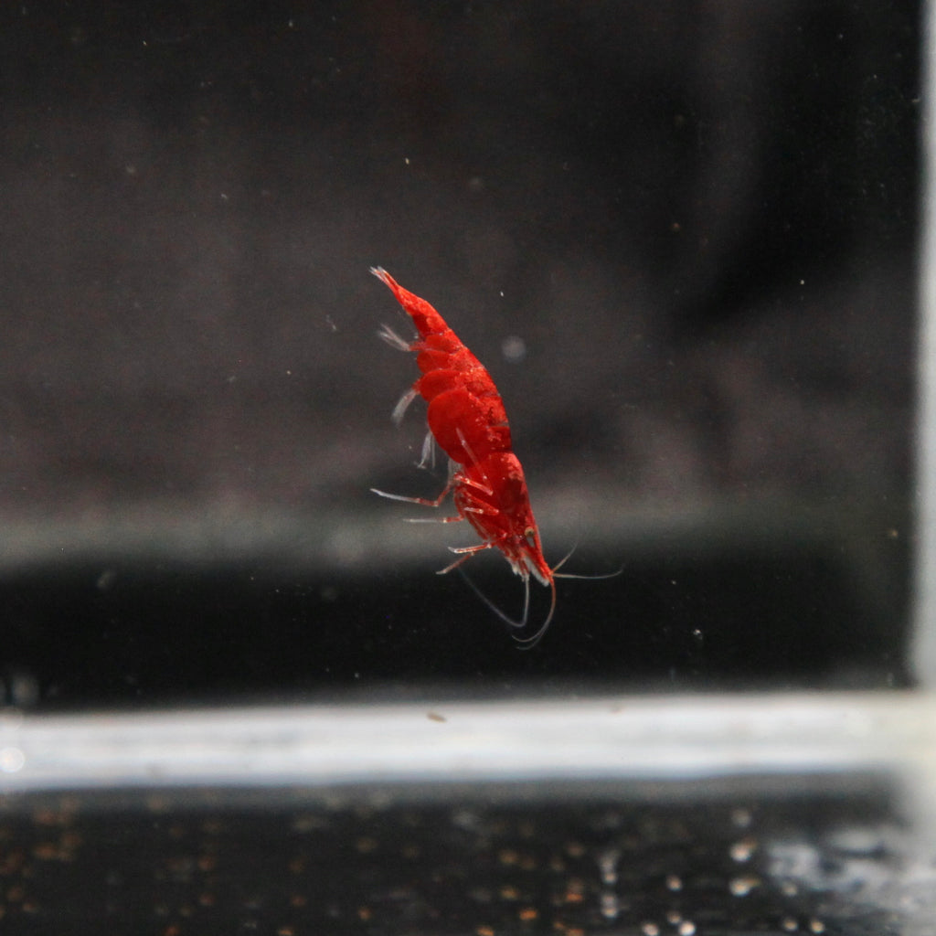Painted Fire Red Cherry Shrimp