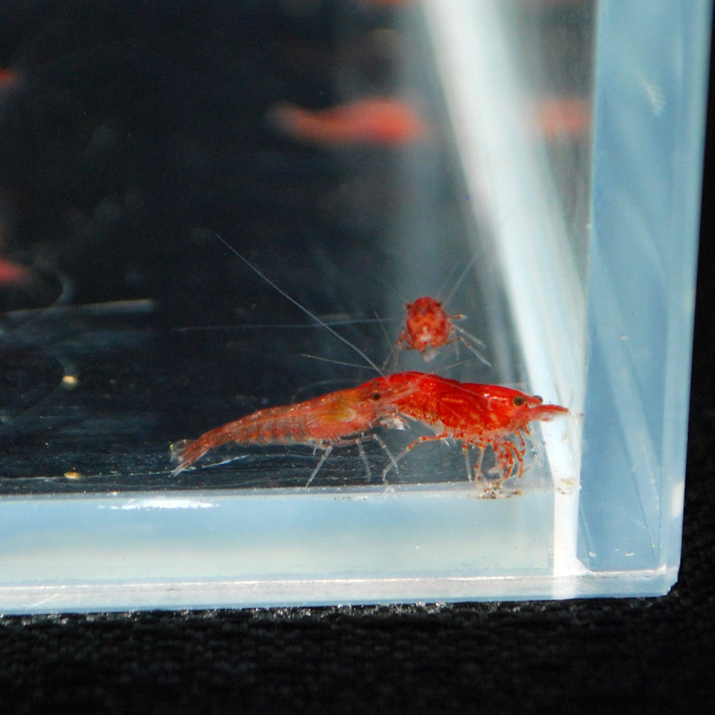 Sakura Red Shrimp