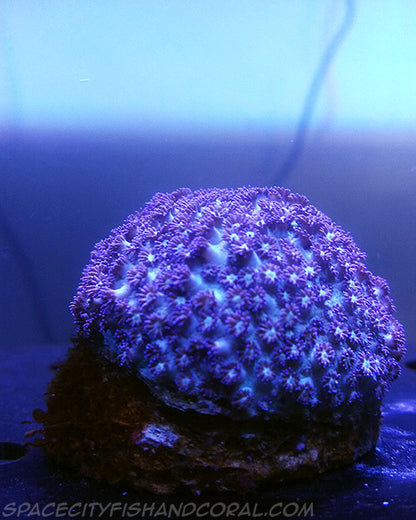 Purple Flower Pot - $60